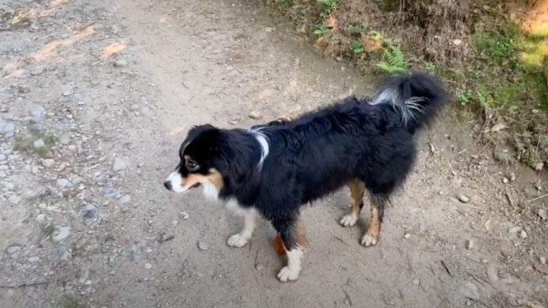 Brenda il cane di Elena